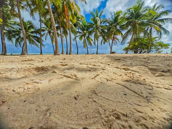 Romantic Caribbean sandy beach with palm trees, turquoise-coloured sea. Morning landscape shot at sunrise in Plage de Bois Jolan, Guadeloupe, French Antilles, North America