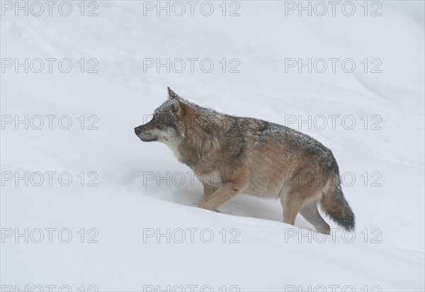 Gray wolf (Canis lupus) standing in the snow and looking attentively, captive, Bavaria, Germany, Europe