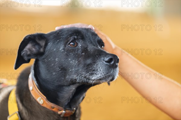 Domestic dog (Canis lupus familiaris), black, female, older, grey muzzle, brown eyes, being stroked on the head by a child, looking hopeful, animal welfare dog, with double protection, yellow harness, close-up, background bright yellow blurred, Hesse, Germany, Europe