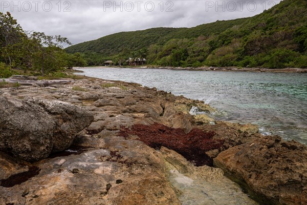 Rocky coast, long bay by the sea at sunset. Dangerous view of the Caribbean Sea. Tropical climate on a cloudy day in La Porte d'Enfer, Grande Terre, Guadeloupe, French Antilles, North America