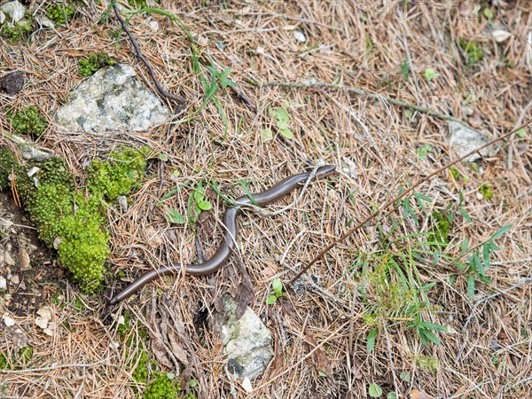 Slow worm (Anguis fragilis), near Tragoess, Styria, Austria, Europe