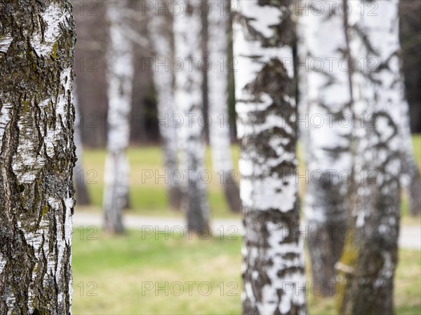 Bark from a birch tree, Oberort, municipality of Tragoess-St. Katharein, Styria, Austria, Europe