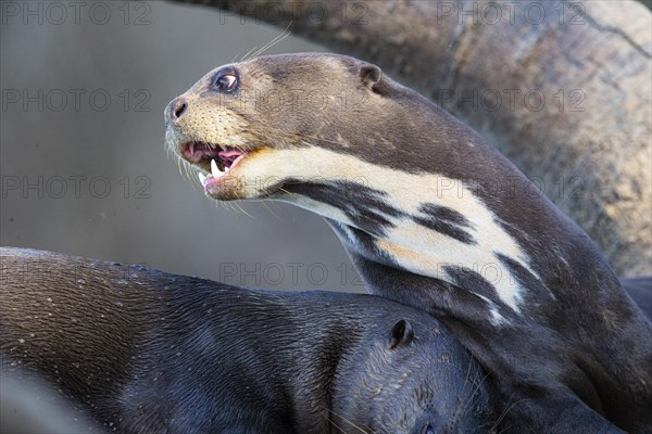 Giant otter (Pteronura brasiliensis) Pantanal Brazil