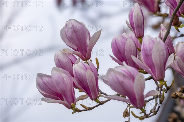 Blossoms of a magnolia (Magnolia), magnolia blossom, magnolia x soulangeana (Magnolia xsoulangeana), Offenbach am Main, Hesse, Germany, Europe