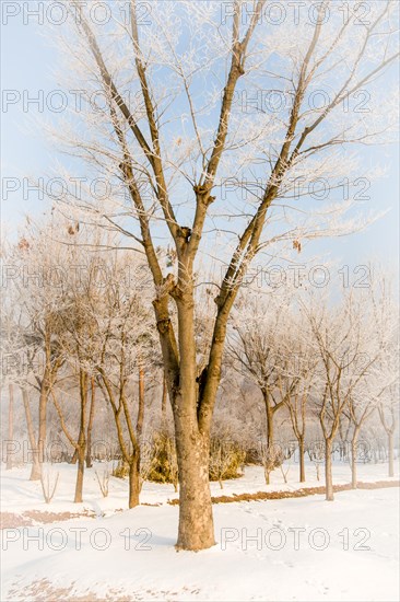 Winter landscape large leafless tree with frost on branches in middle of field covered with snow under an overcast sky in Daejeon, South Korea, Asia