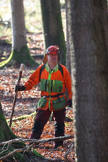 Wild boar (Sus scrofa) Hunting assistants, so-called beaters, with safety clothing in action, Allgaeu, Bavaria, Germany, Europe