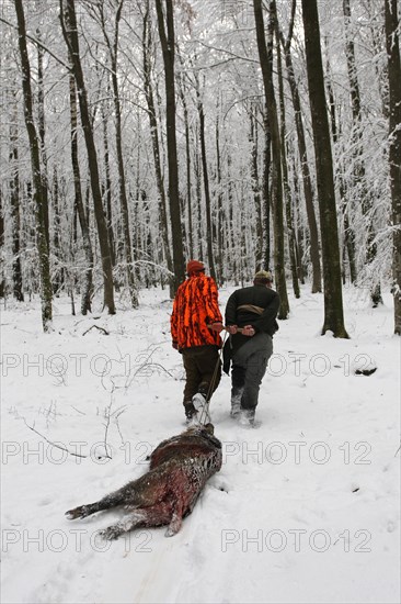 Wild boar hunt, hunting helpers drag a shot wild boar (Sus scrofa) through the snow to the assembly point, Allgaeu, Bavaria, Germany, Europe