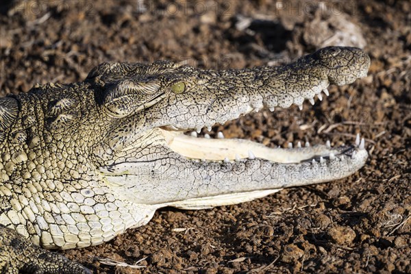 Nile crocodile (Crocodylus niloticus) Mziki Private Game Reserve, North West Province, South Africa, Africa