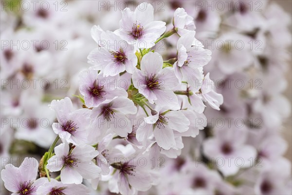 Japanese cherry (Prunus serrulata), Emsland, Lower Saxony, Germany, Europe