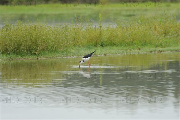 Black-winged Stilt, Himantopus himantopus, italy