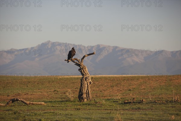 Iberian Eagle, Spanish Imperial Eagle (Aquila adalberti) and european magpie (Pica pica), Extremadura, Castilla La Mancha, Spain, Europe