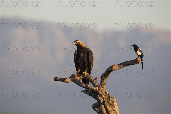 Iberian Eagle, Spanish Imperial Eagle (Aquila adalberti) and european magpie (Pica pica), Extremadura, Castilla La Mancha, Spain, Europe