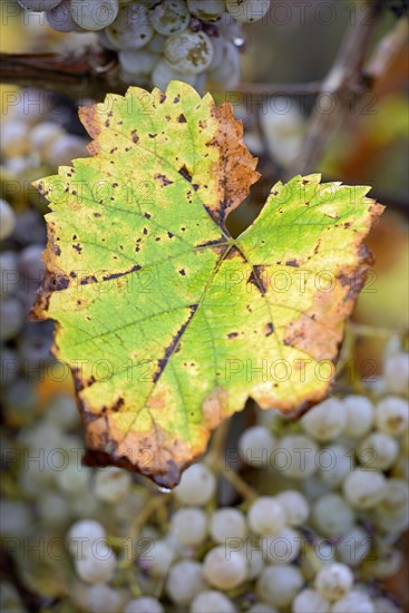 Vine, grapevine, autumn vine leaf and overripe grapes, Moselle, Rhineland-Palatinate, Germany, Europe