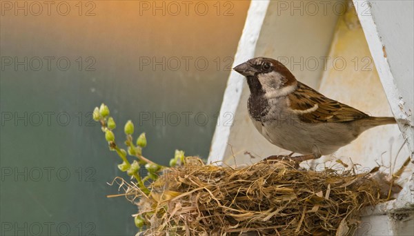 Animals, bird, sparrow, house sparrow, Passer domesticus, building a nest, KI generated, AI generated