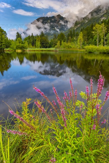 Purple loosestrife (Lythrum salicaria), moorland pond, near Oberstdorf, Oberallgaeu, Allgaeu. Bavaria, Germany, Europe