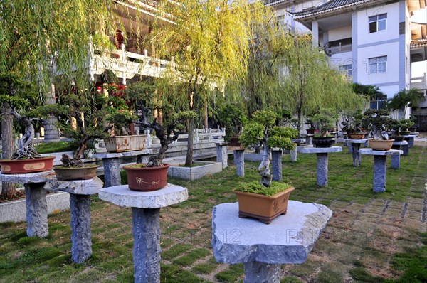 Zhu family bonsai garden, yunnan, china