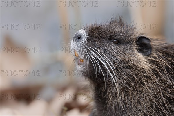 Nutria (Myocastor coypus), holding up nose, showing teeth, profile view, close-up of head and torso, background water blurred light blue and orange, Rombergpark, Dortmund, Ruhr area, Germany, Europe