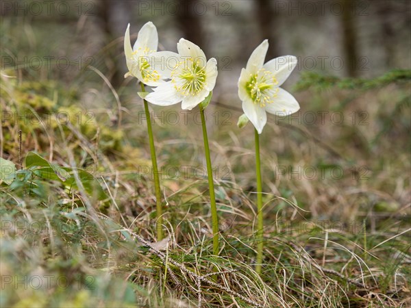 Christmas rose (Helleborus niger), near Tragoess, Styria, Austria, Europe