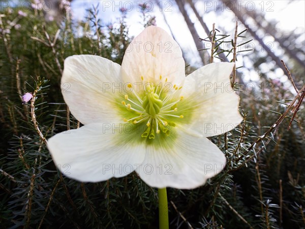 Christmas rose (Helleborus niger), near Tragoess, Styria, Austria, Europe