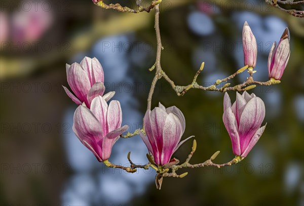 Blossoms of a magnolia (Magnolia), magnolia x soulangeana (Magnolia xsoulangeana), magnolia blossom, Offenbach am Main, Hesse, Germany, Europe