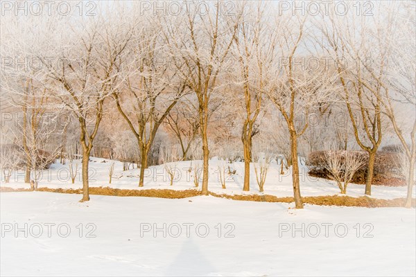 Leafless trees with frost on their branches in a snow covered public park on a winter morning with an overcast sky in Daejeon, South Korea, Asia