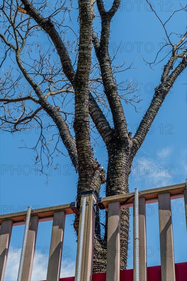 Tall tree with bare branches growing beside a metal fence with blue sky background, in South Korea