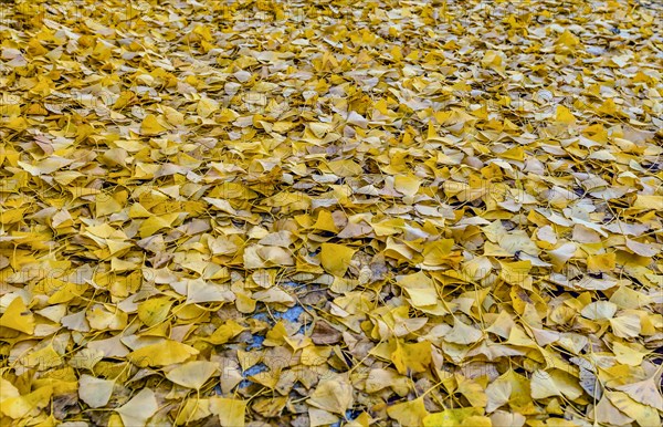 A carpet of bright yellow fallen leaves covering the ground in autumn, in South Korea