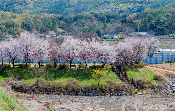 Cheery blossom trees at edge of new park being constructed in rural community