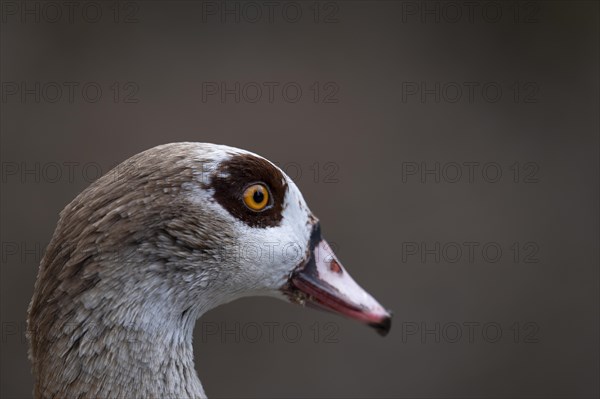 Egyptian goose (Alopochen aegyptiaca), close-up head in front of brown background, cropped, profile view, looking to the right, Rombergpark, Ruhr area, Dortmund, Germany, Europe