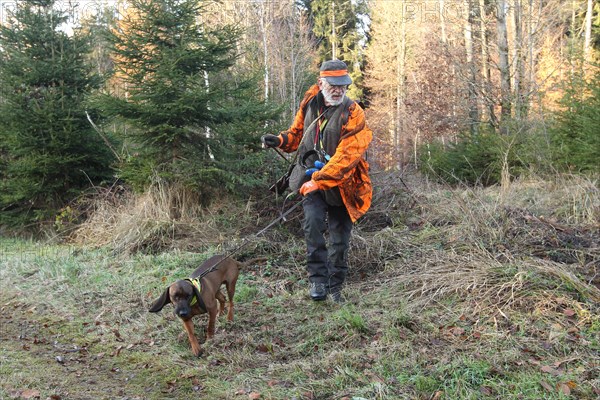 Wild boar (Sus scrofa) Hunting guide in safety clothing with hunting dog Bavarian Mountain Hound, Allgaeu, Bavaria, Germany, Europe