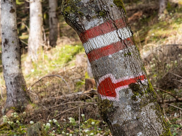 Signpost, marker, red arrow on a wooden trunk, Jassing, Styria, Austria, Europe