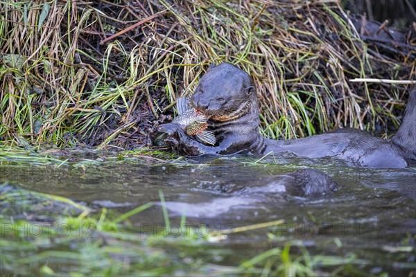 Giant otter (Pteronura brasiliensis) Pantanal Brazil