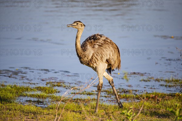 Nandu (Rhea americana) Pantanal Brazil