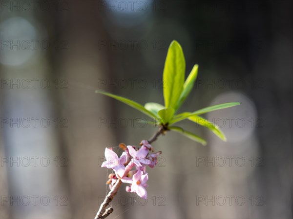 Mezereon (Daphne mezereum), Leoben, Styria, Austria, Europe