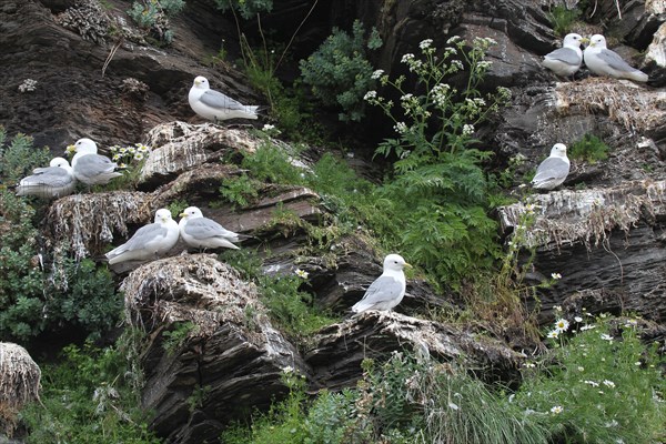 Black-legged kittiwakes (Rissa tridactyla) adults at their nests, Ekkeroy bird cliffs on the Barents Sea, northern Norway, Norway, Scandinavia, Europe