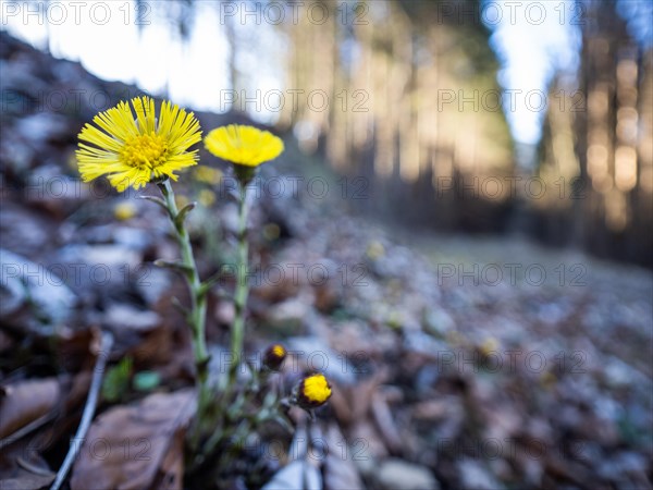 Coltsfoot (Tussilago farfara), background blur from a forest edge, Leoben, Styria, Austria, Europe