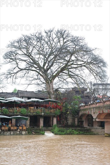 Pingle old village, river, travel, banyan tree, ficus subgenus urostigma, sichuan, china