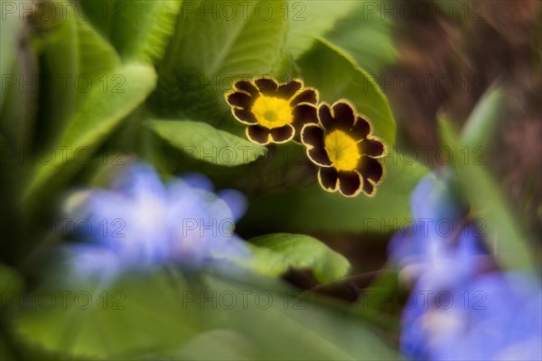 Close-up of two flowers of a primrose (Primula), picturesque, impressionistic, Hesse, Germany, Europe