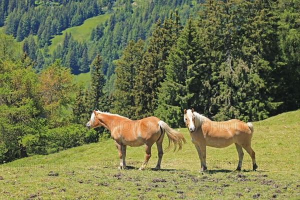 Haflinger, mountains