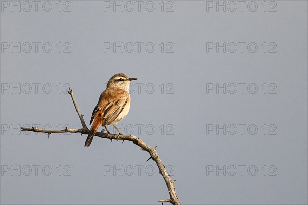 Kalahari scrub robin (Cercotrichas paena), Madikwe Game Reserve, North West Province, South Africa, RSA, Africa