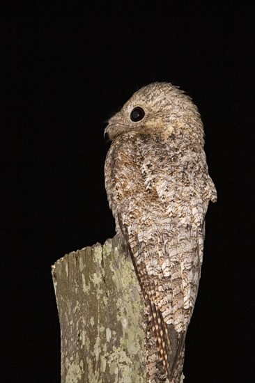 Great potoo (Nyctibius grandis) Pantanal Brazil