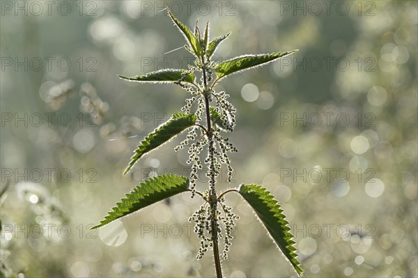 Stinging nettle (Urtica), male inflorescence in backlight, North Rhine-Westphalia, Germany, Europe