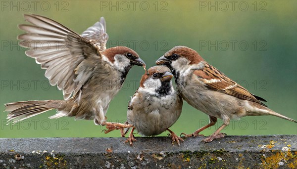 Animals, bird, sparrow, house sparrow, Passer domesticus, three sparrows fighting with each other, AI generated