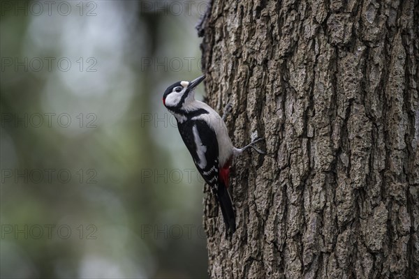 Great spotted woodpecker (Dendrocopos major), Emsland, Lower Saxony, Germany, Europe
