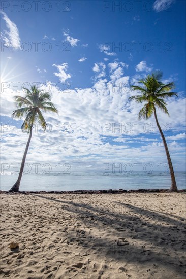 Romantic Caribbean sandy beach with palm trees, turquoise-coloured sea. Morning landscape shot at sunrise in Plage de Bois Jolan, Guadeloupe, French Antilles, North America