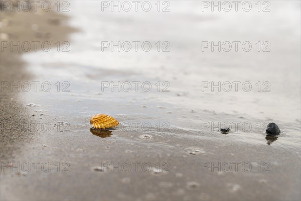 A solitary seashell stands out on a wet sandy beach as the tide recedes, leaving behind a textured surface marked by water bubbles and a nearby smaller shell on the tranquil shore
