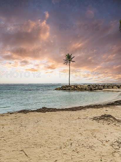 Caribbean dream beach with palm trees, white sandy beach and turquoise-coloured, crystal-clear water in the sea. Shallow bay at sunset. Plage de Sainte Anne, Grande Terre, Guadeloupe, French Antilles, North America