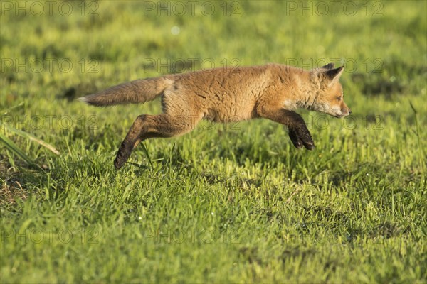 Red fox. Vulpes vulpes. Red fox cub jumping in a meadow. Province of Quebec. Canada