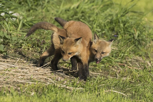 Red fox. Vulpes vulpes. Red fox cubs playing together in a meadow. Province of Quebec. Canada