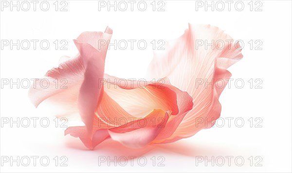 Brush stroke resembling a rose petal. Soft pink rose petals on white background AI generated